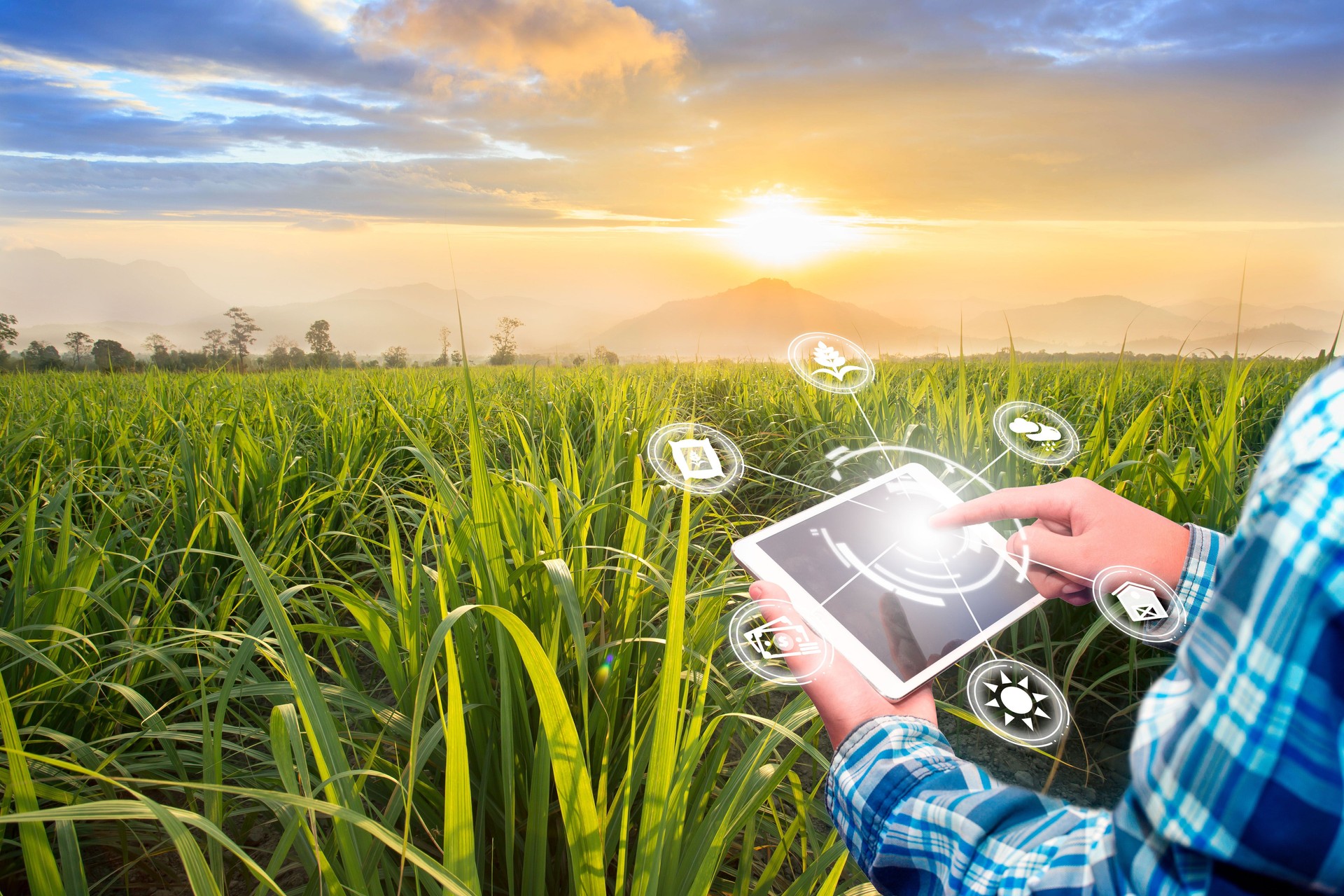Innovation technology for smart farm system, Agriculture management, Hand holding smartphone with smart technology concept.